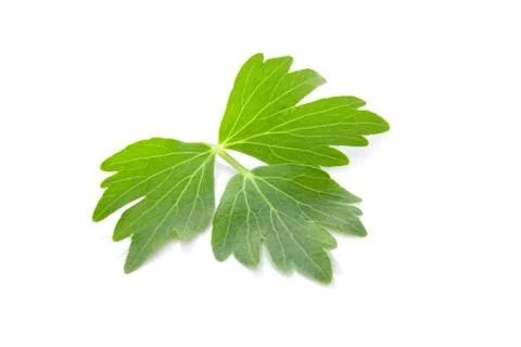 Lovage leaf. Stock Photos
