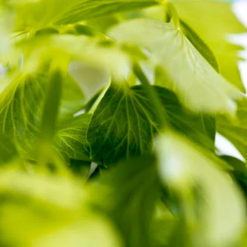 Lovage leaves Stock Photos