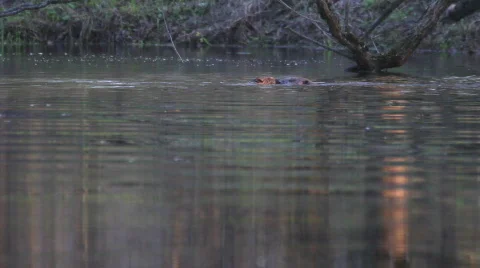Love and beavers. Stock Footage