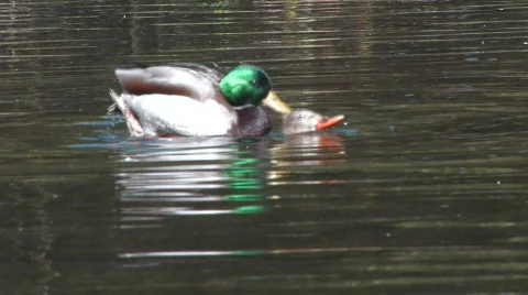 Love and ducks. Vídeo Stock 708582