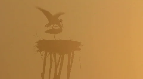 Love and storks. Vídeo Stock 707808