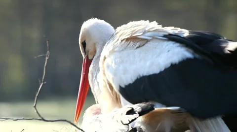 Love and storks. Stock Footage