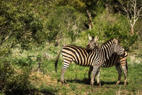 Love between two zebras Stock Photos