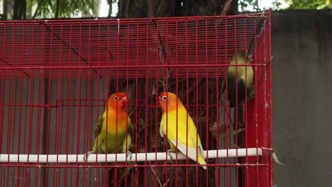 Love Bird (1) Stock-Footage 337722586