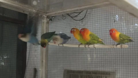 Love Bird (1) Stockbeeldmateriaal 347424342