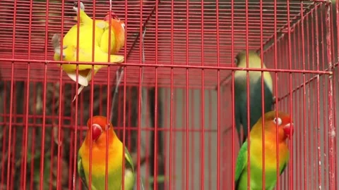 Love Bird (12) Video stock 337777965