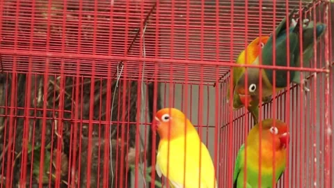 Love Bird (13) Video stock 337778190