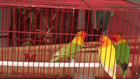 Love Bird (15) Video stock 337778187