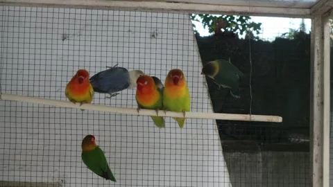 Love Bird (2) 库存影片 347424264