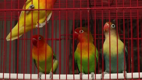 Love Bird (3) Vídeo Stock 337722590
