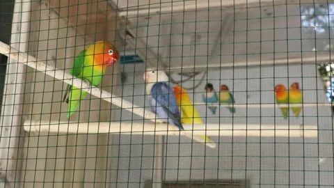 Love Bird (3) Stockbeeldmateriaal 347424348