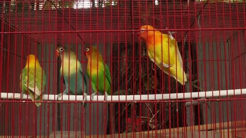 Love Bird (4) Stock-Footage 337777441