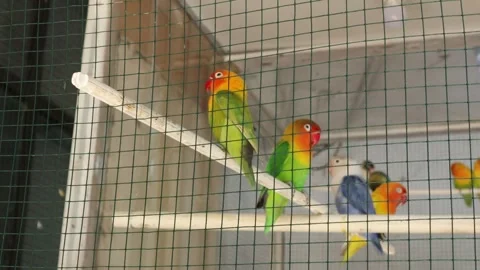 Love Bird (4) Stockbeeldmateriaal 347427096