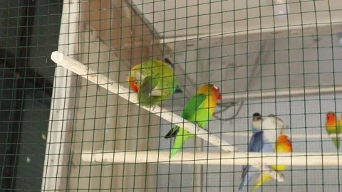 Love Bird (5) Stockbeeldmateriaal 347425732