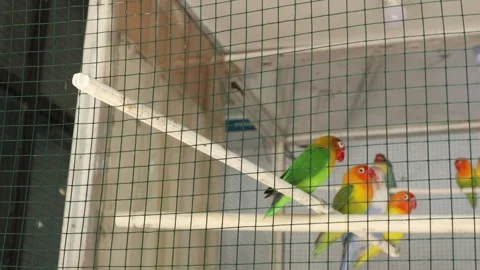 Love Bird (6) Stockbeeldmateriaal 347425859
