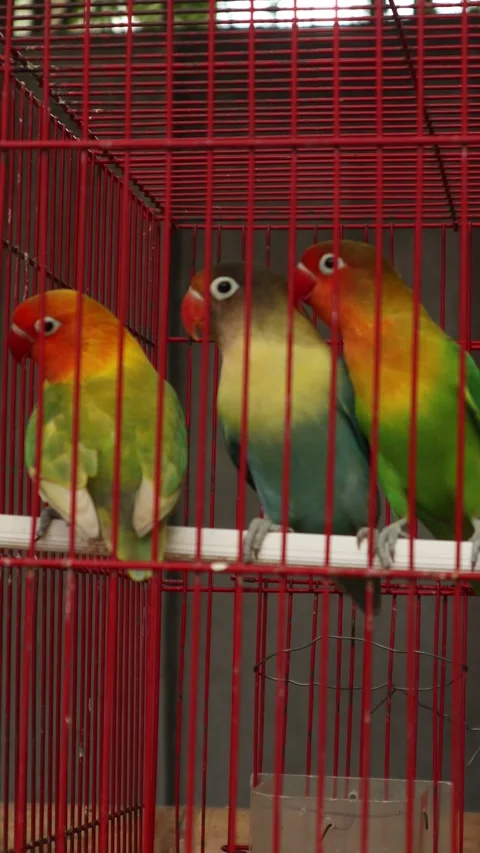 Love Bird (7) 库存影片 337776867