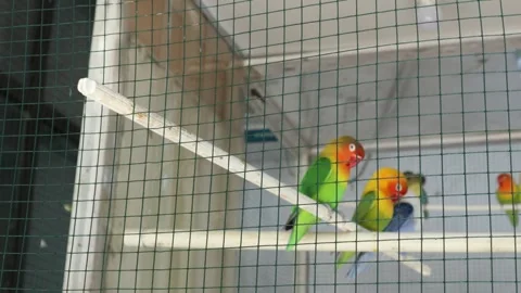 Love Bird (7) Stockbeeldmateriaal 347426957