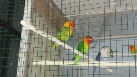 Love Bird (8) 库存影片 347426878