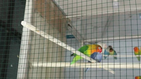 Love Bird (9) 库存影片 347426891