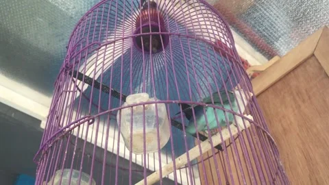 Love bird in the cage Stock Footage 305234119