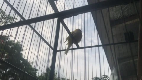 Love bird in the cage Stock Footage 305234164