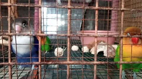 Love bird colorfull Stock Footage 194144272