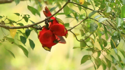Love Bird Couple Having Fun Stock Footage 22642498