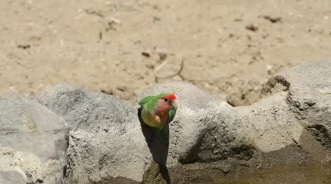 Love bird Stock Footage 14920882
