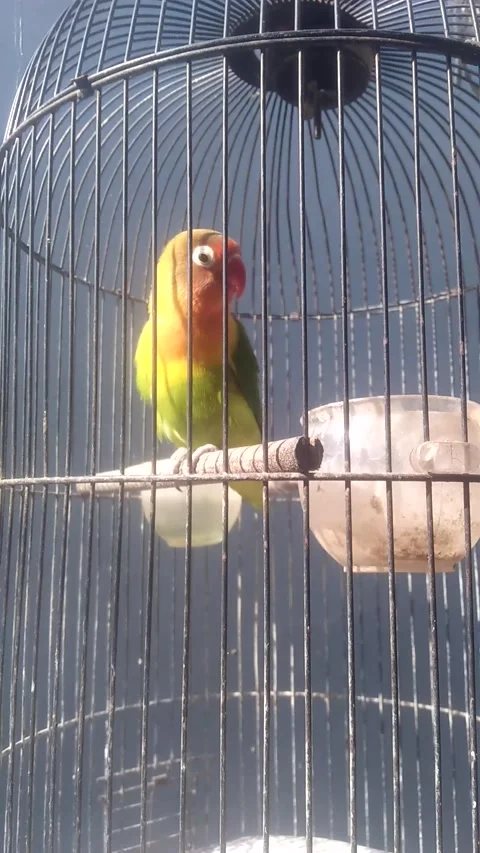 Love bird Video stock 208329023