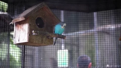 Love Bird Stock Footage 229822116