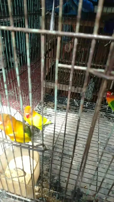 Love bird Stock Footage 234289062