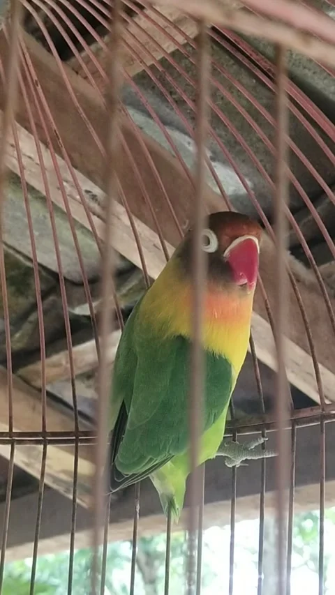 Love bird Vidéo 234388121