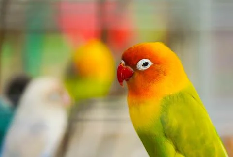 Love bird Stock Photos