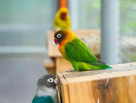 Love bird Stock Photos