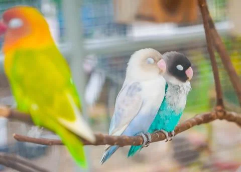 Love bird Stock Photos