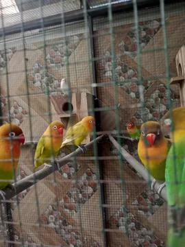 Love bird Stock Photos