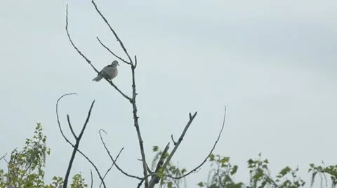 Love bird on the tree Stock-Footage 10860397
