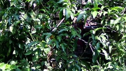 Love bird in the tree Stock Footage 168083621