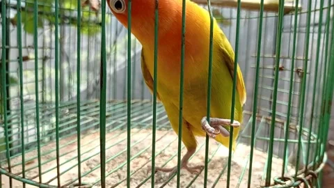 Love birds bite iron Stock Footage 221824028