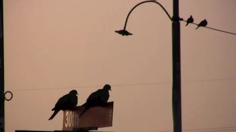 Love Birds Video stock 1005852