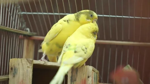 Love Birds 스톡 동영상 133576733