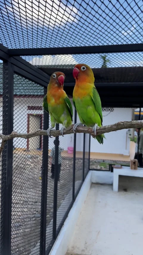 Love Birds Stock Footage 276568252