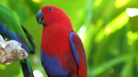 Love Birds on a Tree Video stock 221665143
