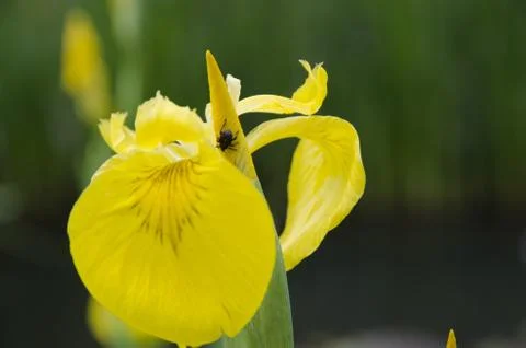 The Love Bug Stock Photos