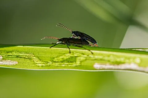 Love bugs making love on a leaf Stock Photos