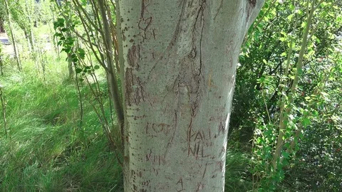 Love Carved on a Tree Stock Footage 70577817