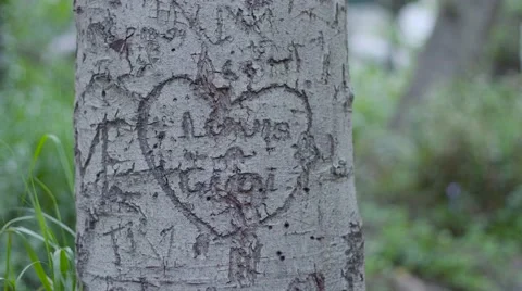 Love Carving in Tree Close Up Stock Footage 62311525