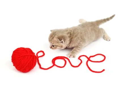 Love cat Stock Photos