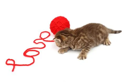 Love cat Stock Photos