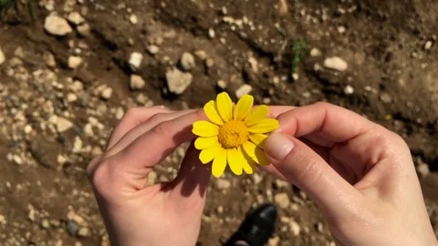 Love decision flower petals Video stock 98677053